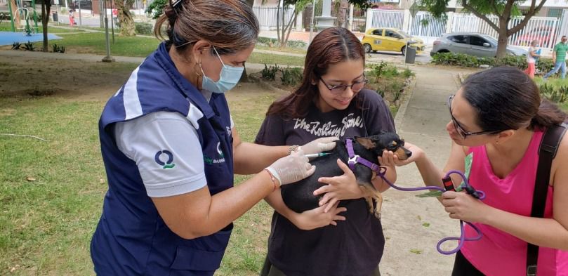Más de 203.000 perros y gatos vacunados en jornadas de bienestar animal  durante 2022
